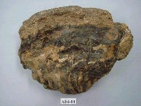 藏品(象齒化石)的圖片